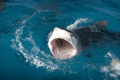 Featured Image for Shark Arm Case
